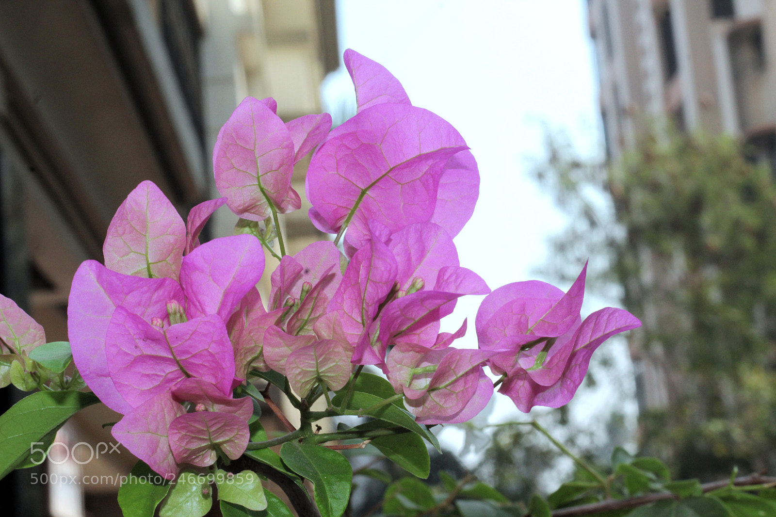 Canon EOS 1200D (EOS Rebel T5 / EOS Kiss X70 / EOS Hi) sample photo. Pink bouganville photography