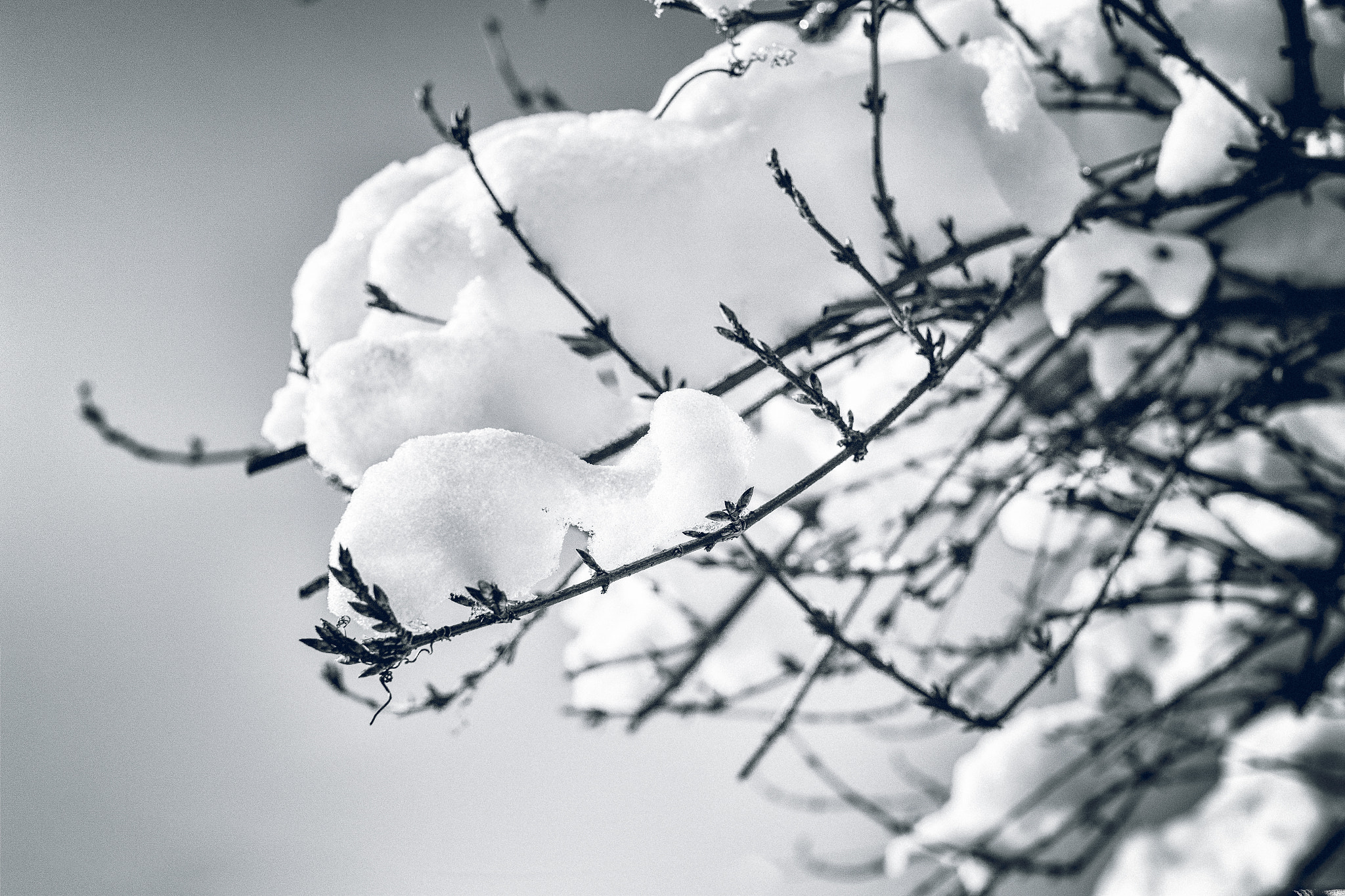 Sigma sd Quattro sample photo. Beo photography