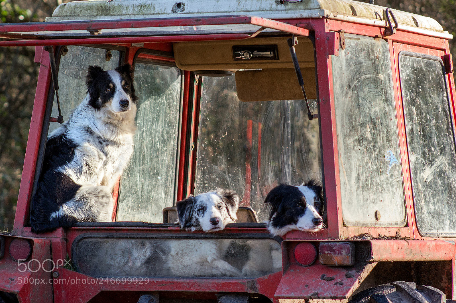 Canon EOS 700D (EOS Rebel T5i / EOS Kiss X7i) sample photo. Collies taking a break photography