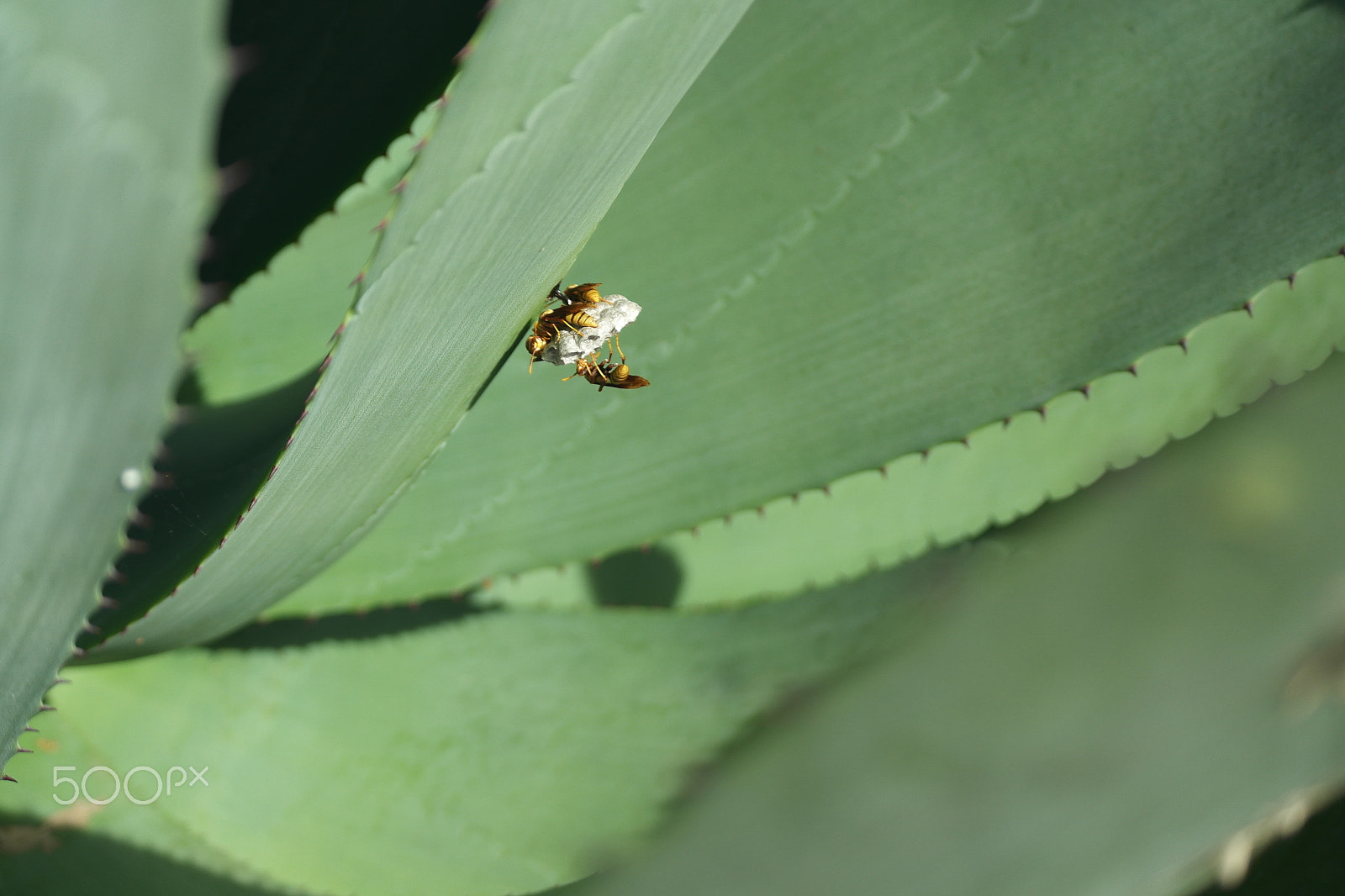 Samsung NX1100 sample photo. Bee on aloe vera photography