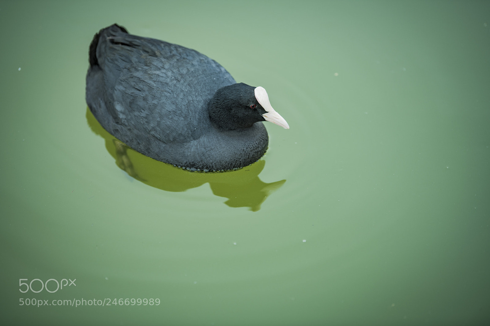 Nikon D850 sample photo. Lake bird photography
