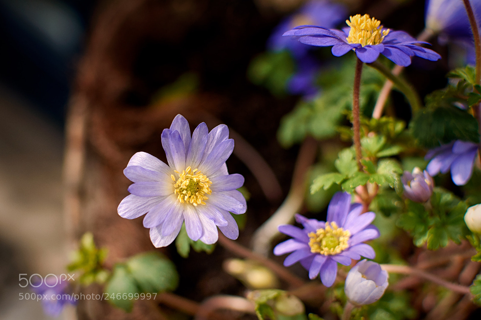 Nikon D7100 sample photo. Flowers photography