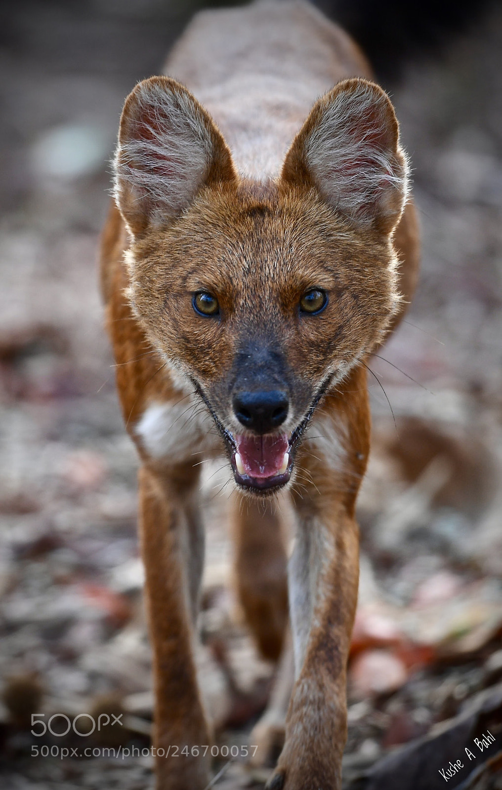 Nikon D5 sample photo. Indian wild dog photography