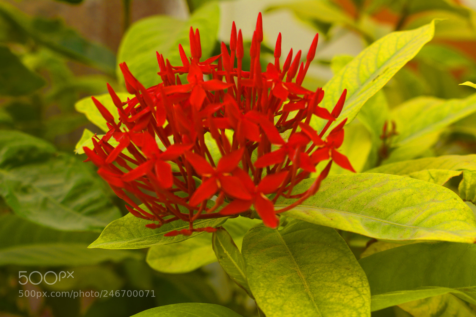 Nikon D7100 sample photo. Small red flowers photography