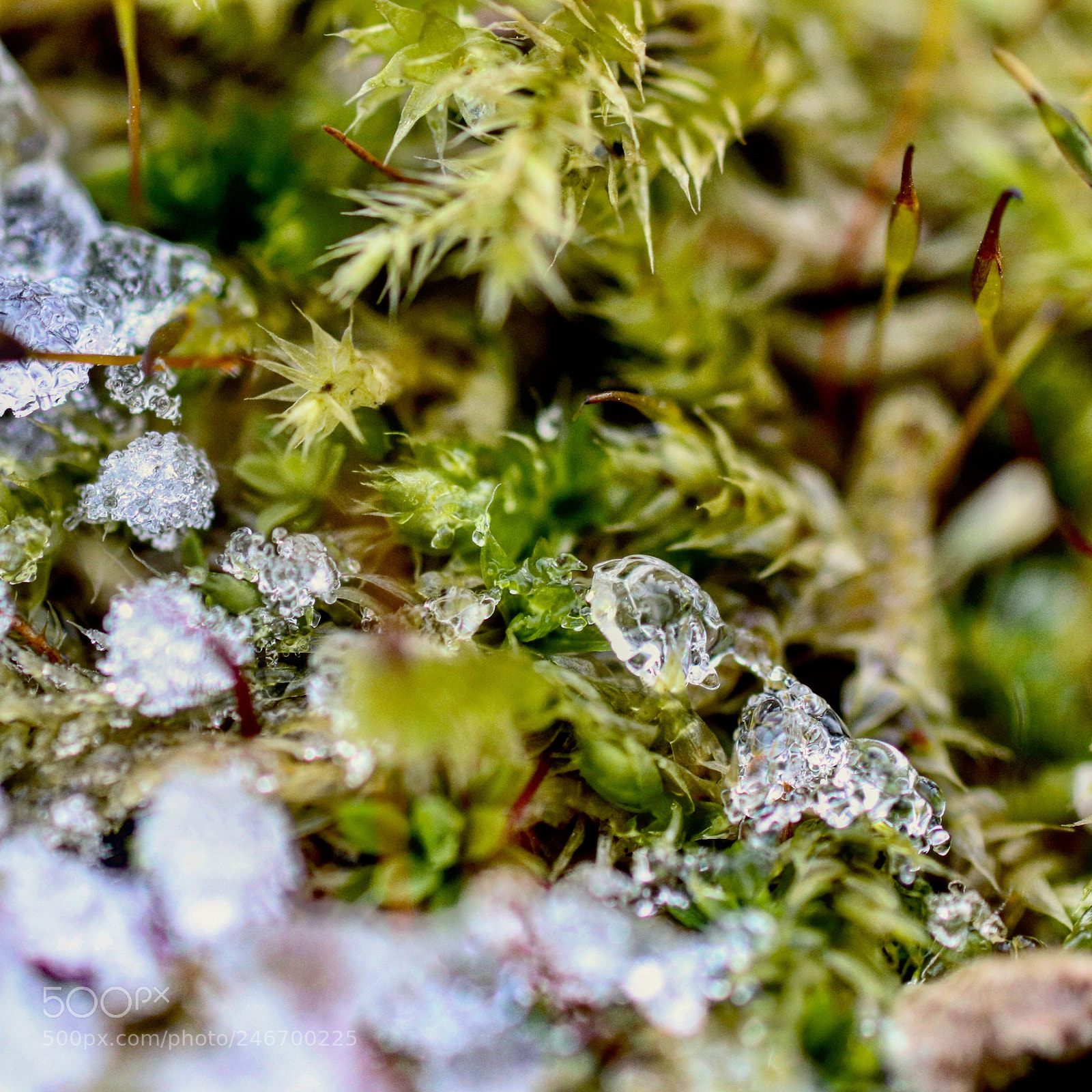Canon EOS 77D (EOS 9000D / EOS 770D) sample photo. Wild moss with morning photography