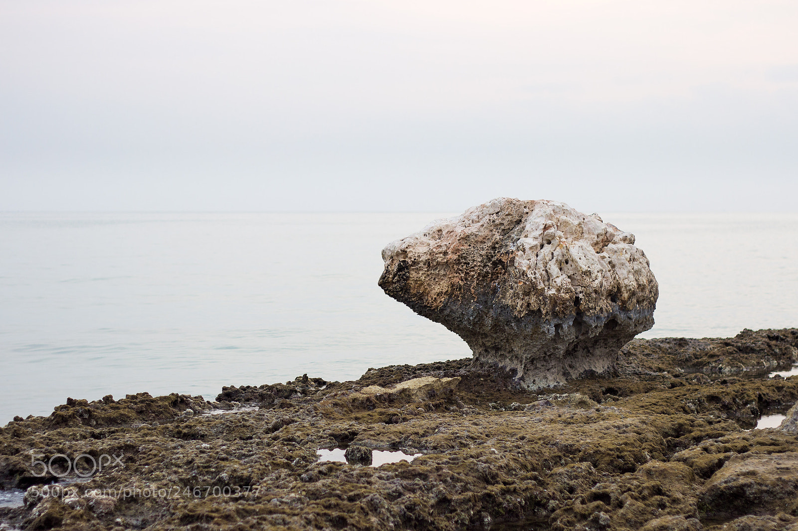 Canon EOS 600D (Rebel EOS T3i / EOS Kiss X5) sample photo. Sculpted brain photography