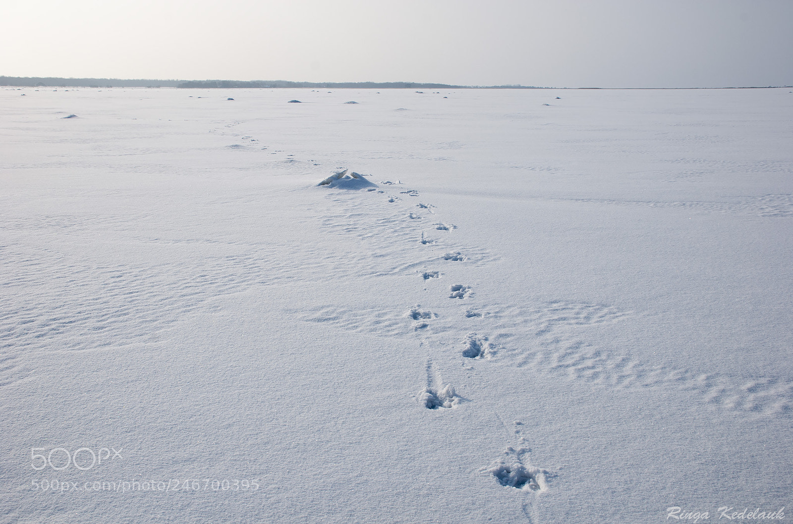 Nikon D80 sample photo. Elk track photography