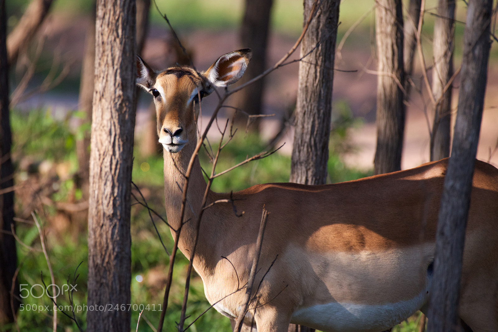Nikon D600 sample photo. Kruger nat park photography