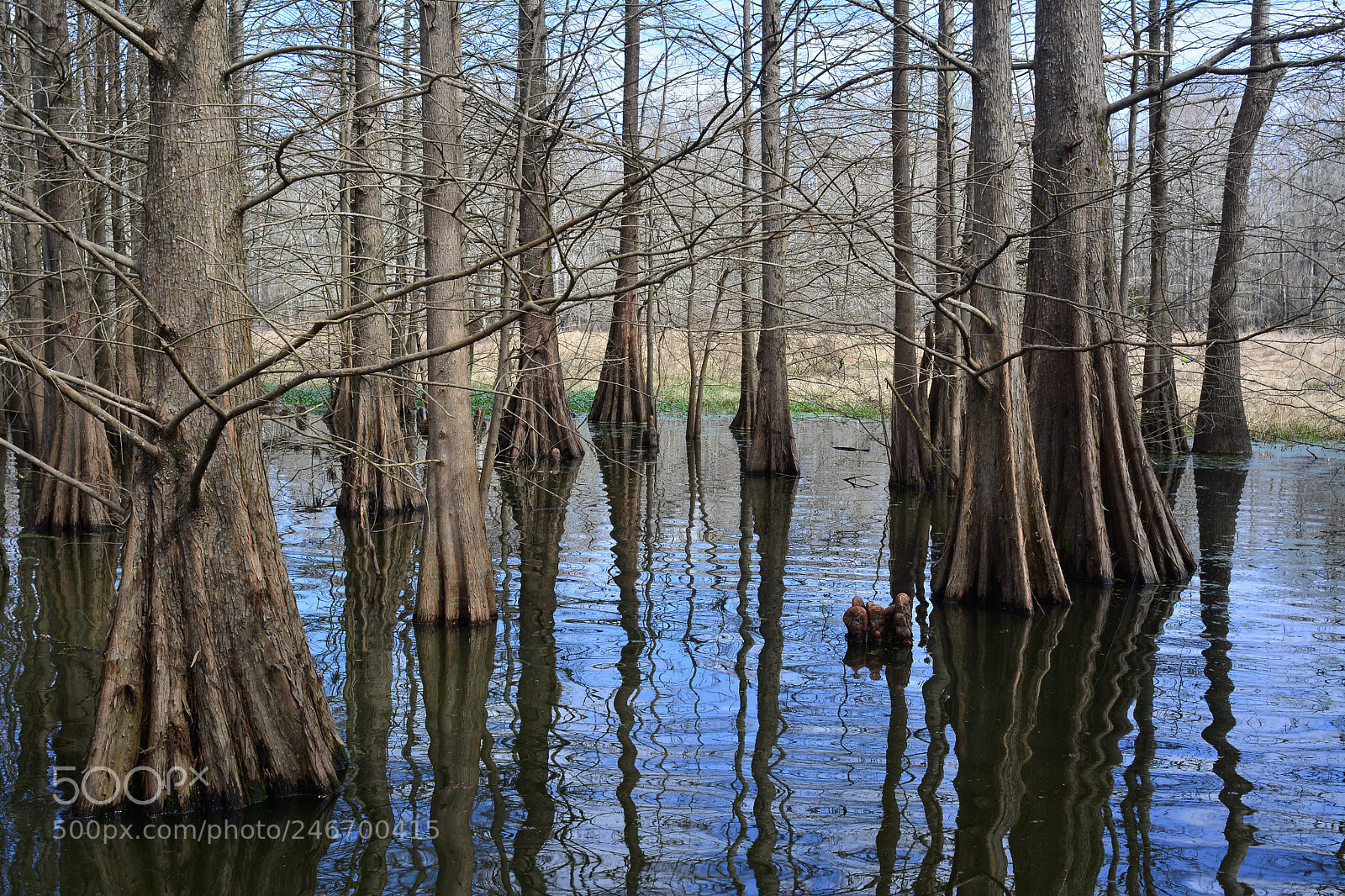 Nikon D7100 sample photo. Cypress and dark water photography