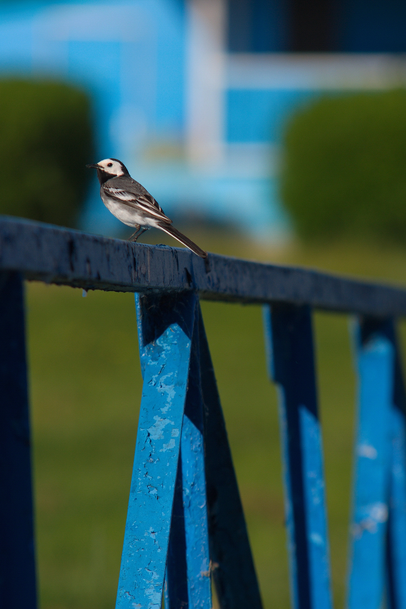 Canon EOS 40D sample photo. Bird photography