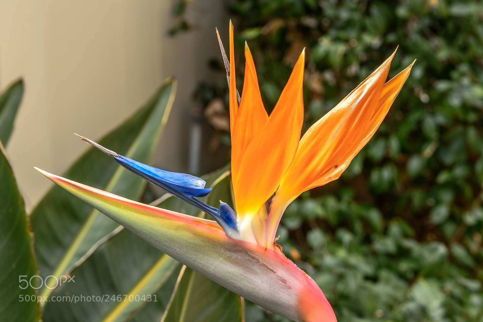 Nikon D4 sample photo. Birdofparadise s photography