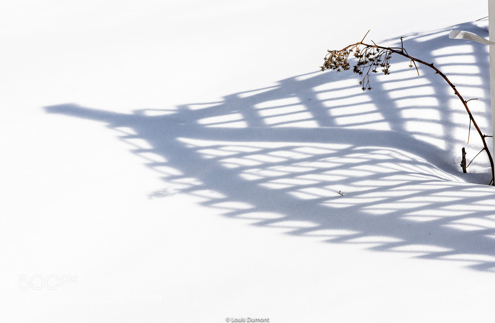 Nikon D810 sample photo. Framboises d'hiver photography