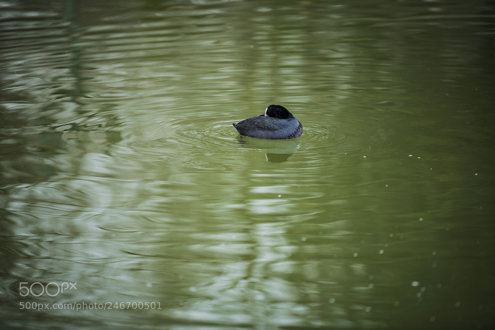 Nikon D850 sample photo. Lake bird photography