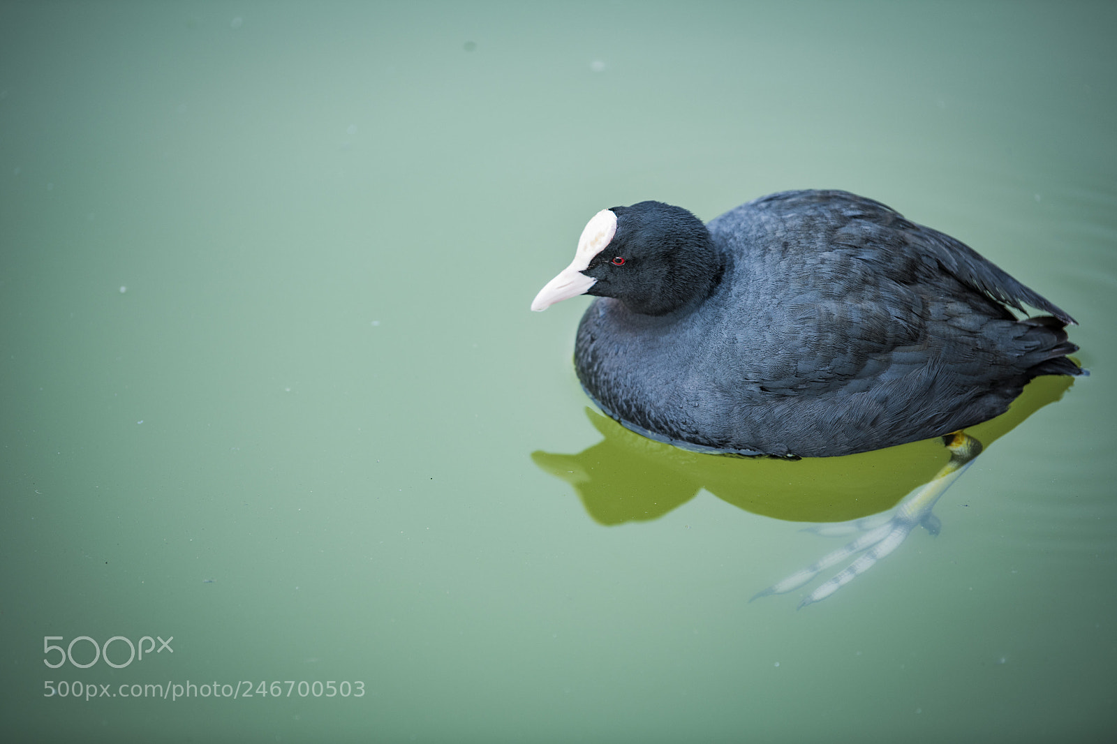 Nikon D850 sample photo. Lake bird photography