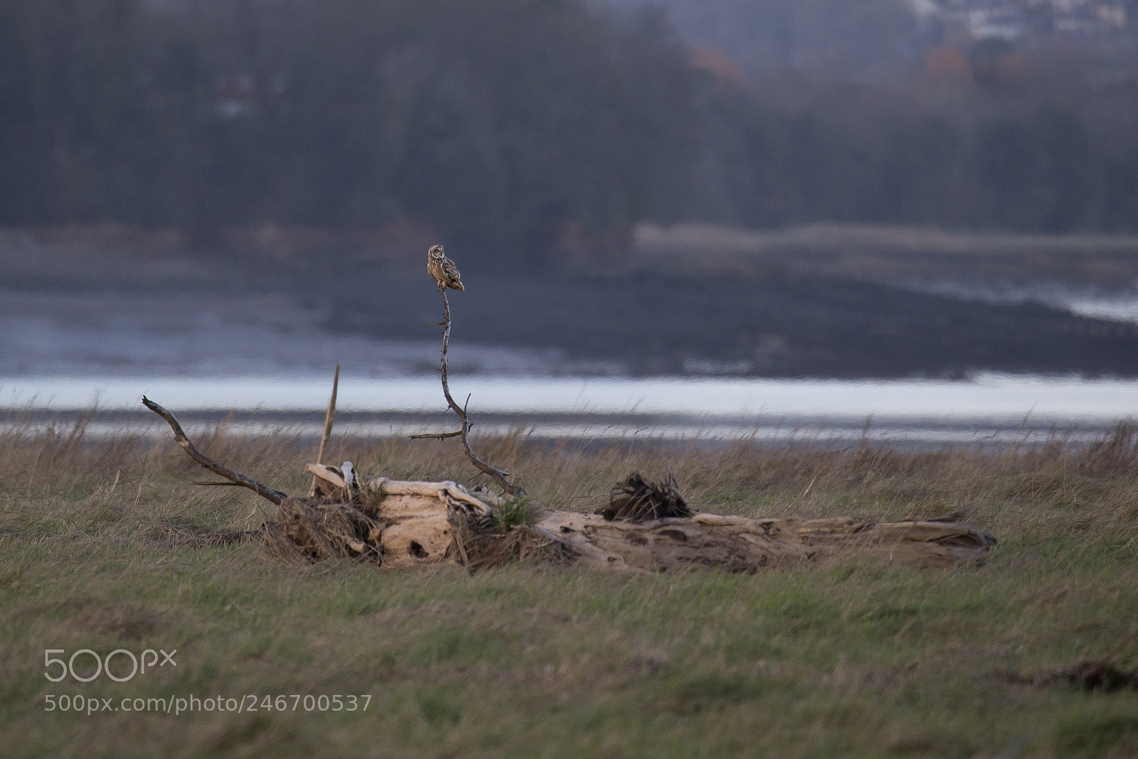 Nikon D610 sample photo. Seo photography