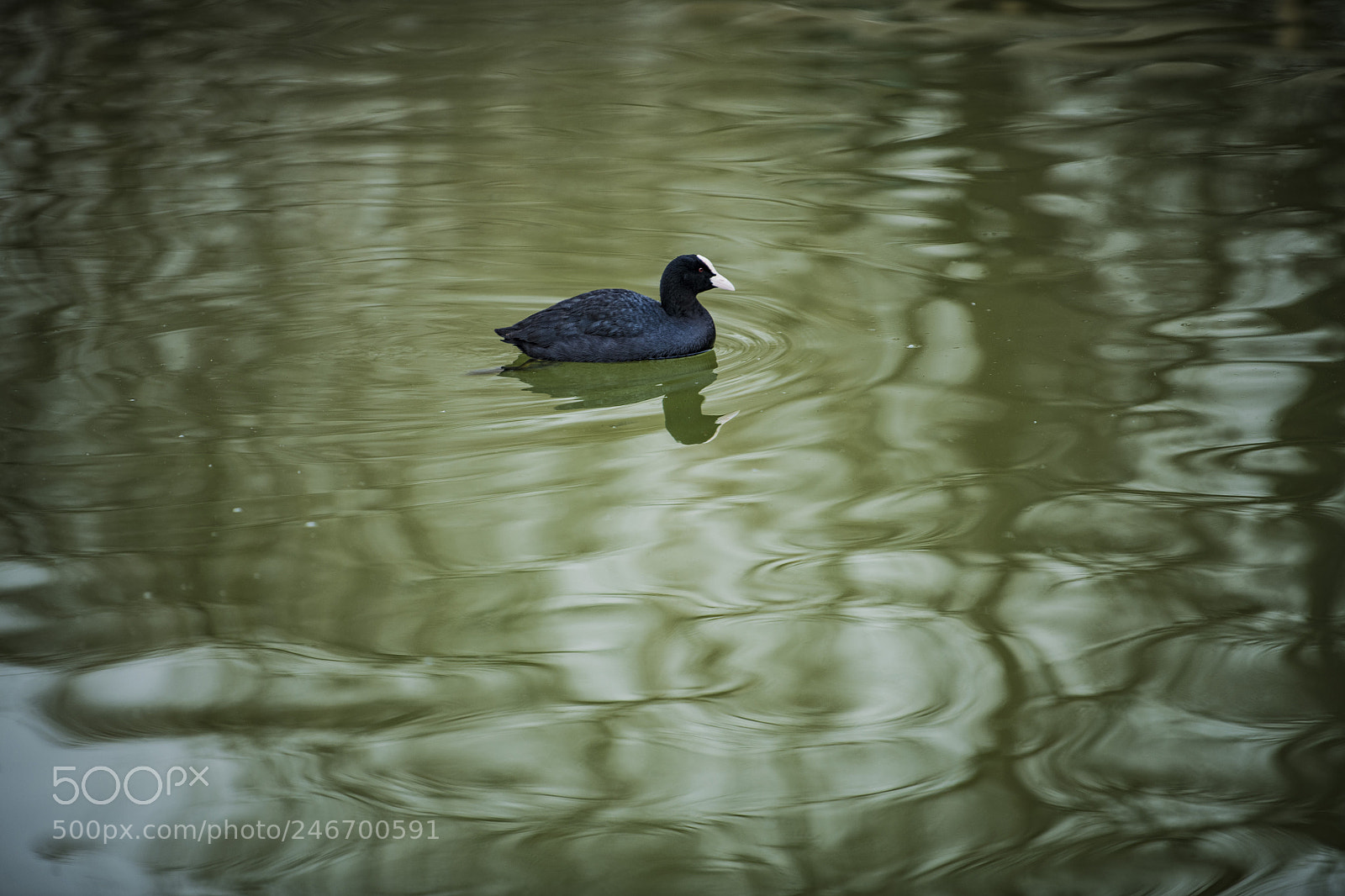 Nikon D850 sample photo. Lake bird swimming photography