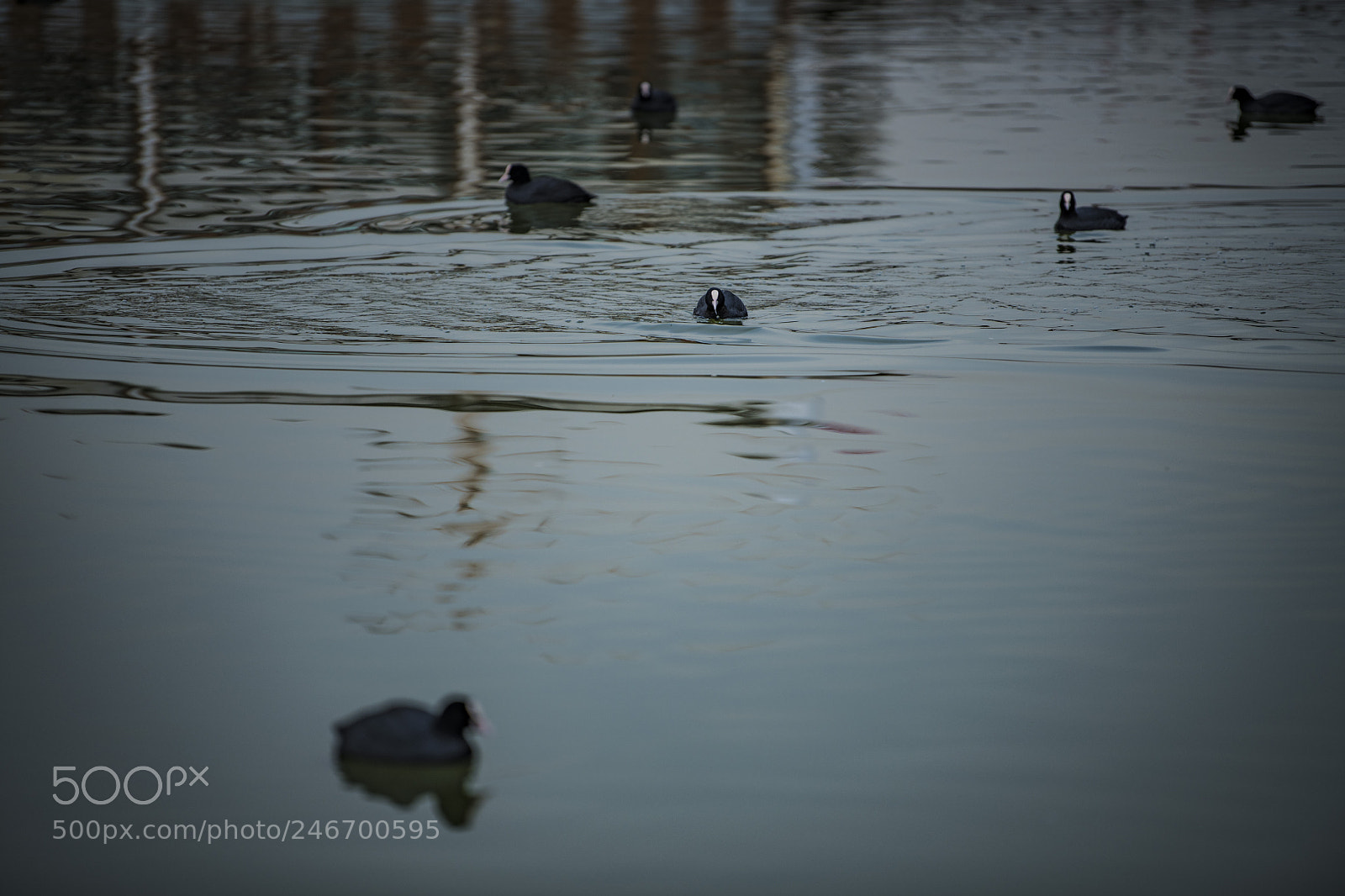 Nikon D850 sample photo. Lake bird photography