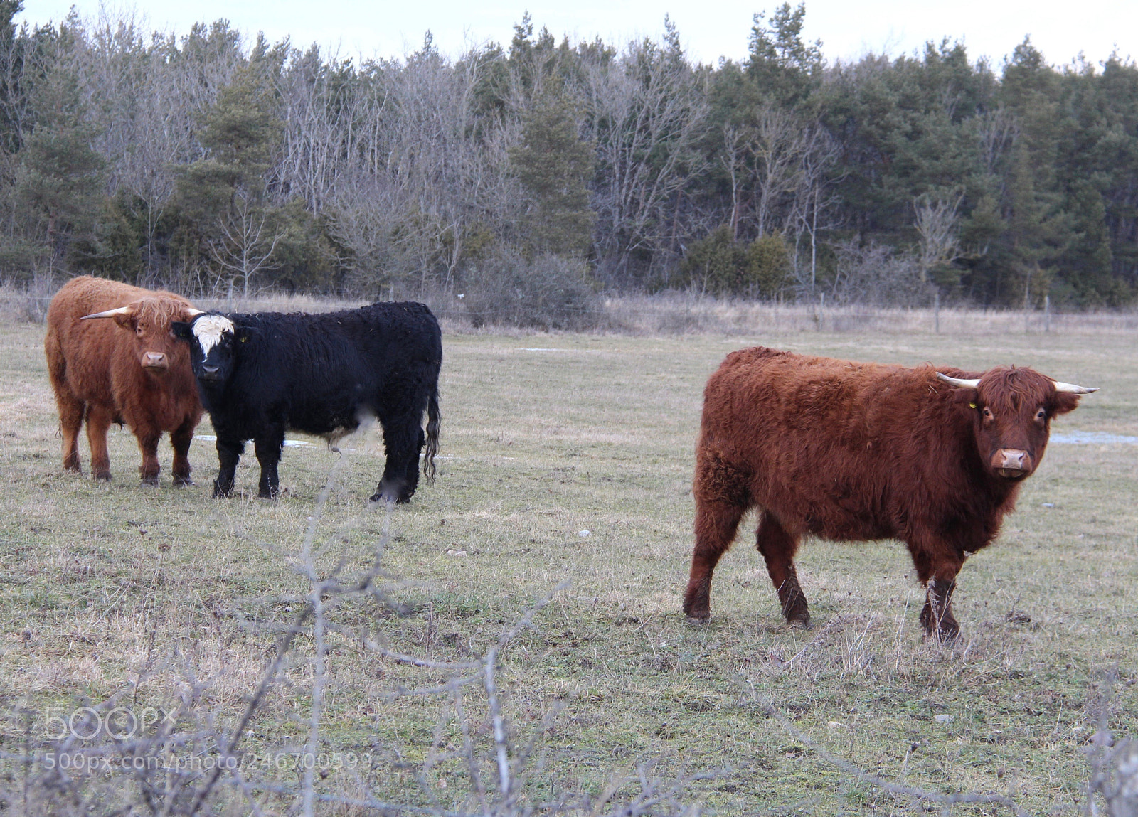 Canon EOS 700D (EOS Rebel T5i / EOS Kiss X7i) sample photo. Cattle photography