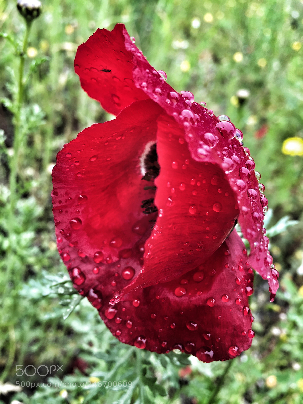 Apple iPhone 6 sample photo. Scarlet pearls photography