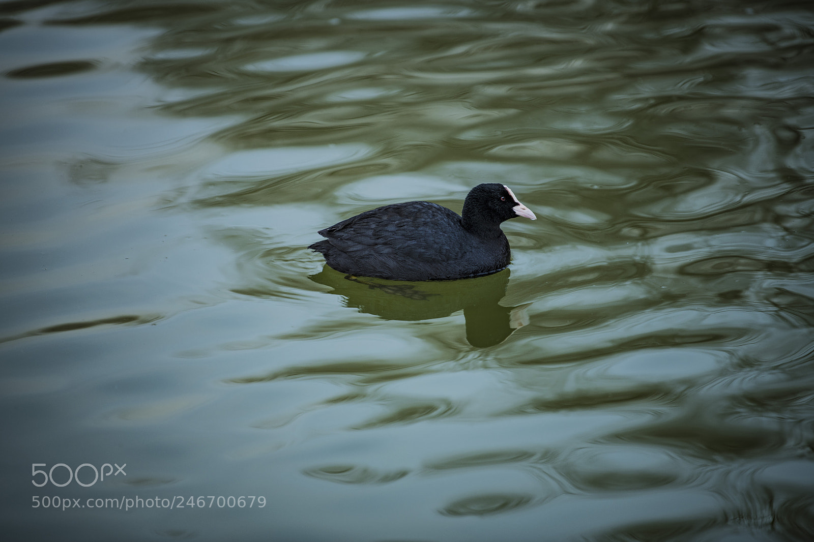 Nikon D850 sample photo. Lake bird photography