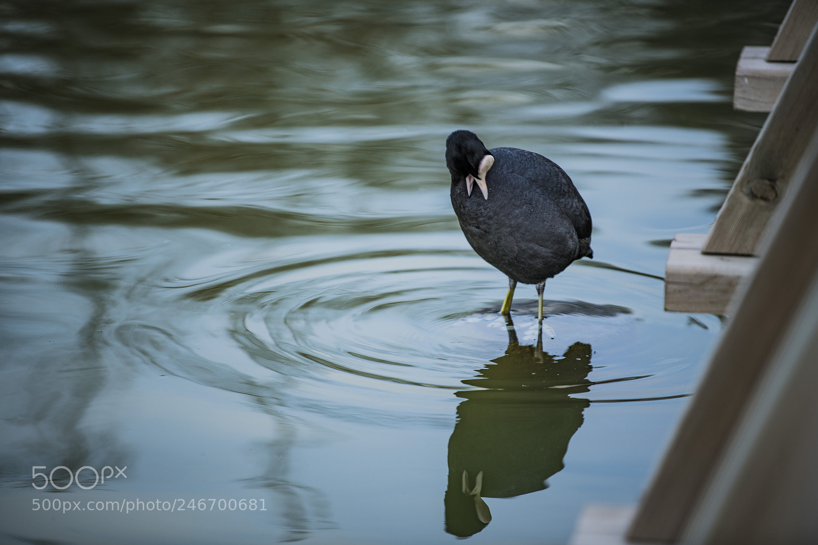 Nikon D850 sample photo. Lake bird photography