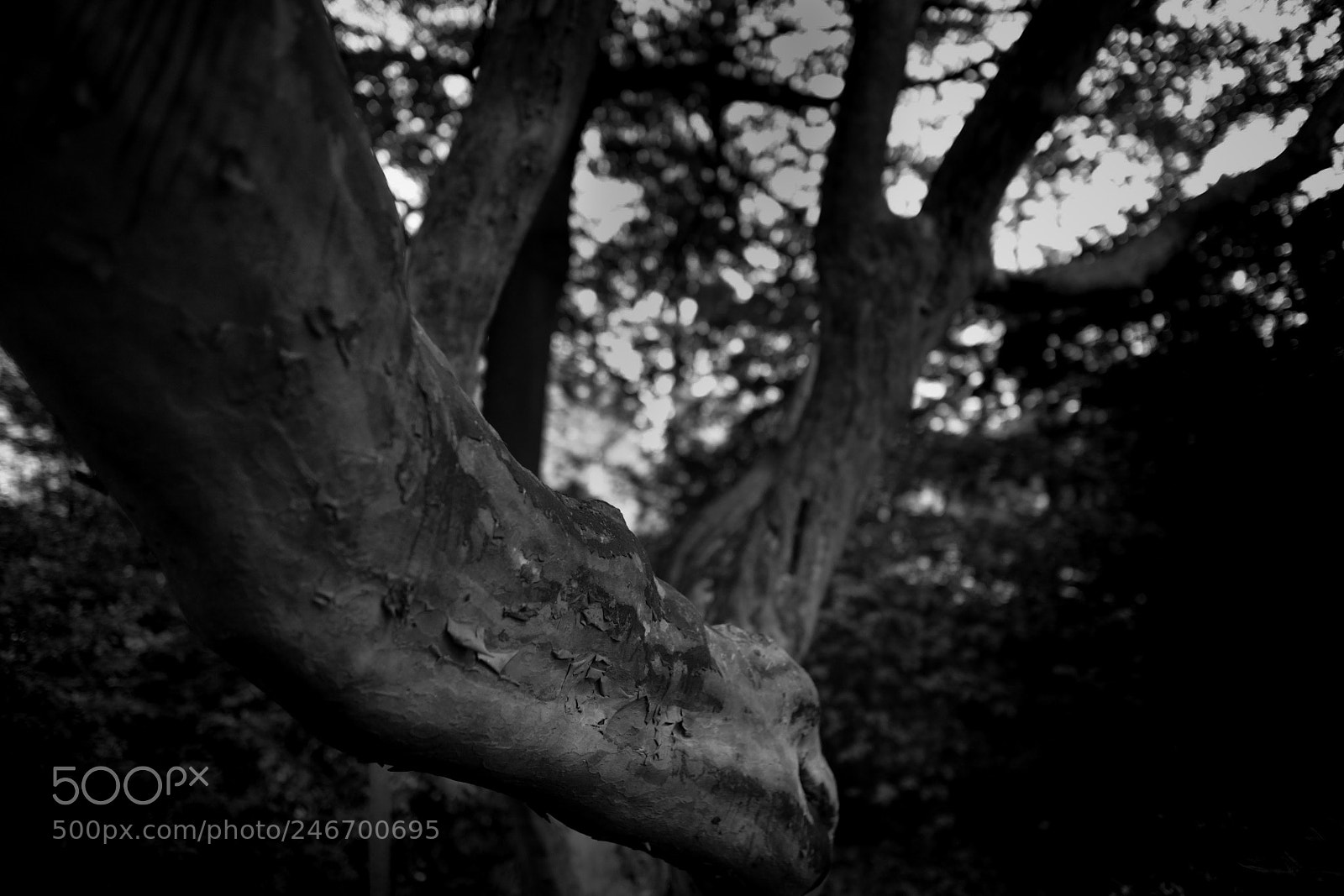 Canon EOS M sample photo. Old tree photography