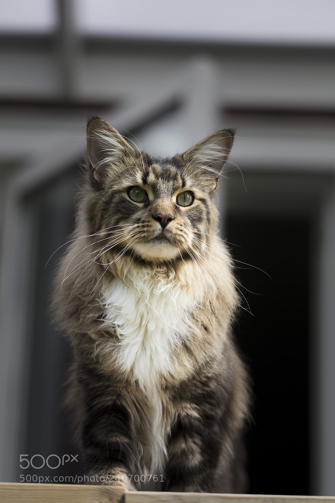 Canon EOS 5DS R sample photo. Maine cool cazul photography