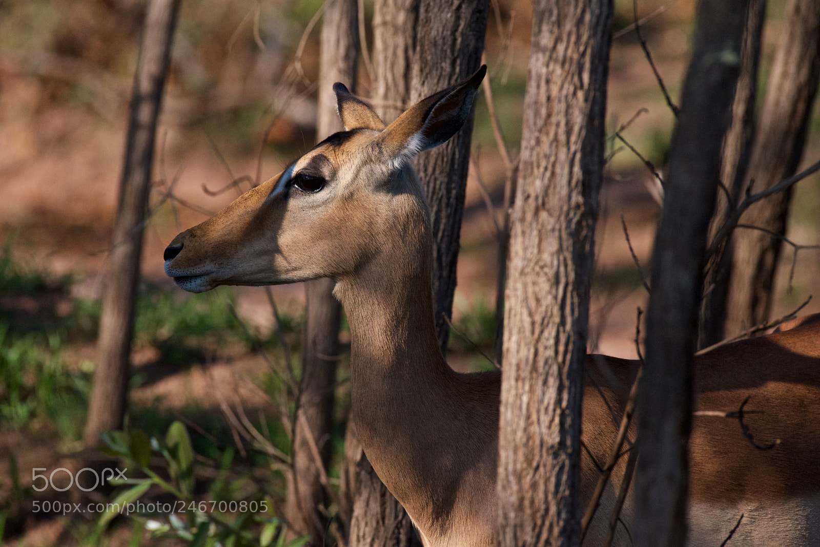 Nikon D600 sample photo. Kruger nat park photography