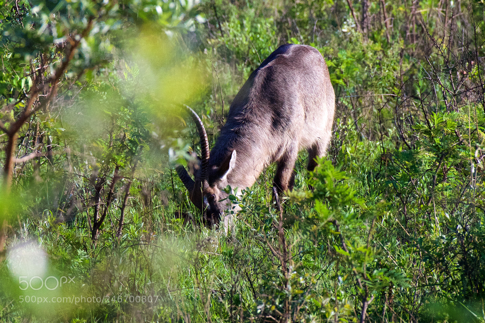 Nikon D600 sample photo. Kruger nat park photography