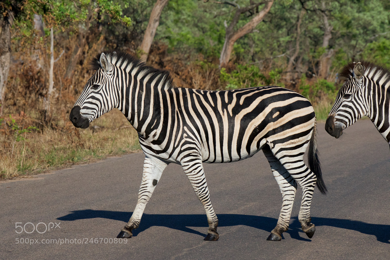 Nikon D600 sample photo. Kruger nat park photography