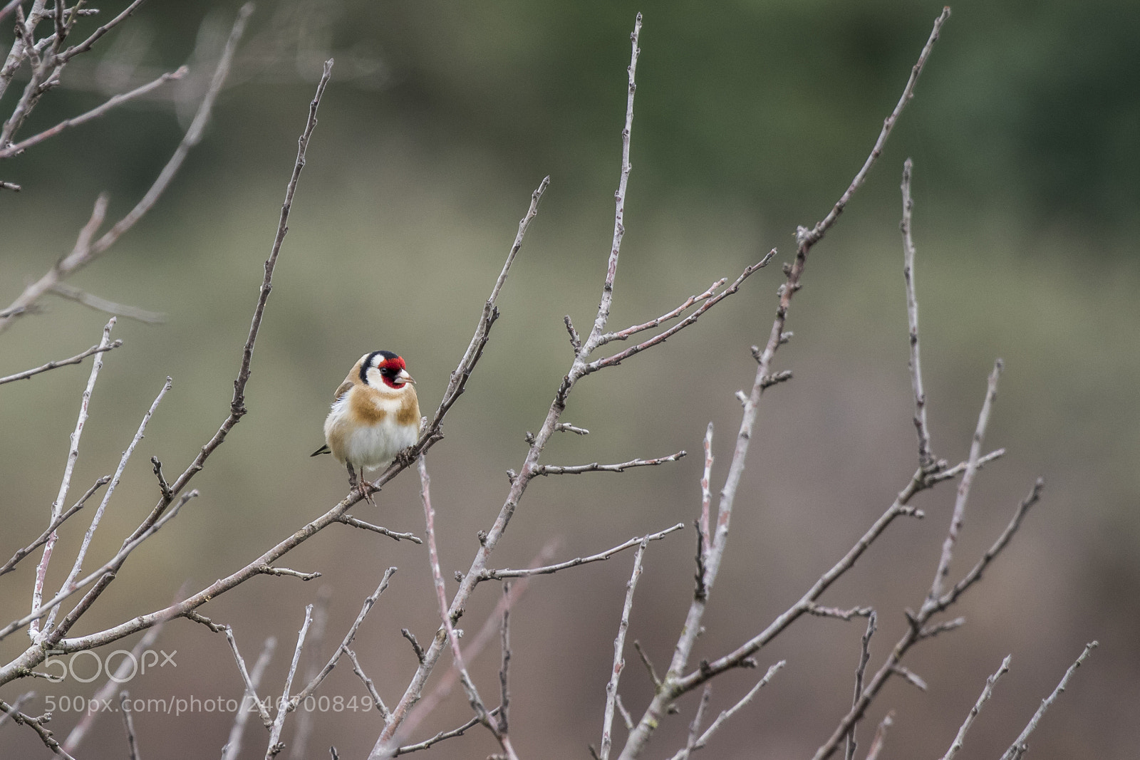 Canon EOS 7D Mark II sample photo. Red contrast photography