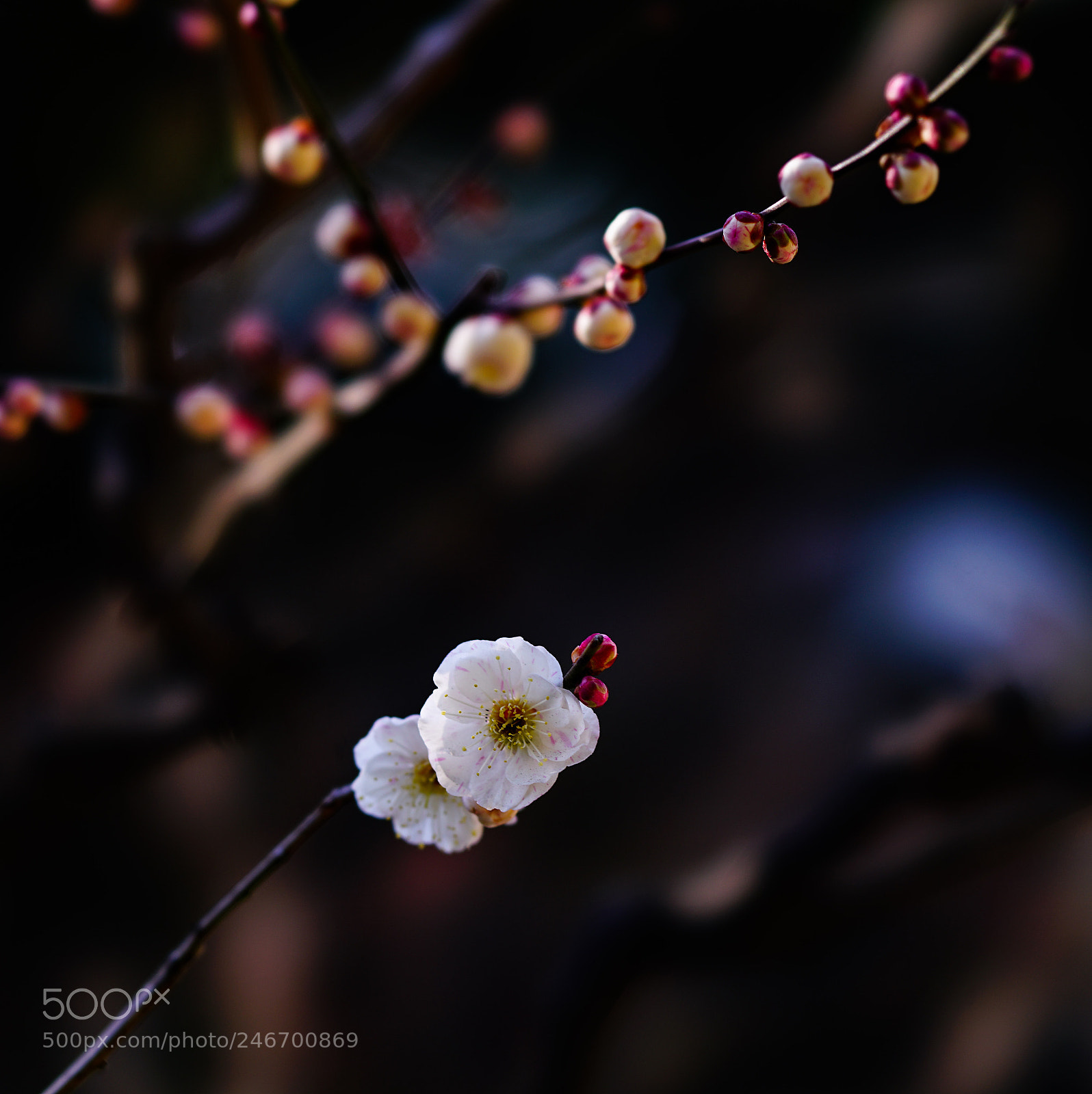 Sony a7R II sample photo. 日陰に咲く梅。浜離宮恩賜庭園にて。 photography