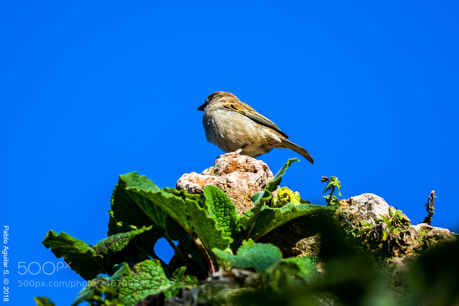 Nikon D7200 sample photo. Gorrión photography