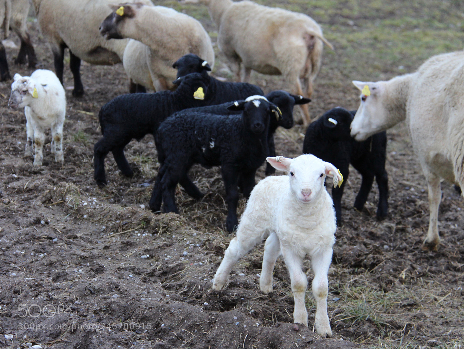 Canon EOS 700D (EOS Rebel T5i / EOS Kiss X7i) sample photo. Sheeps and lambs photography