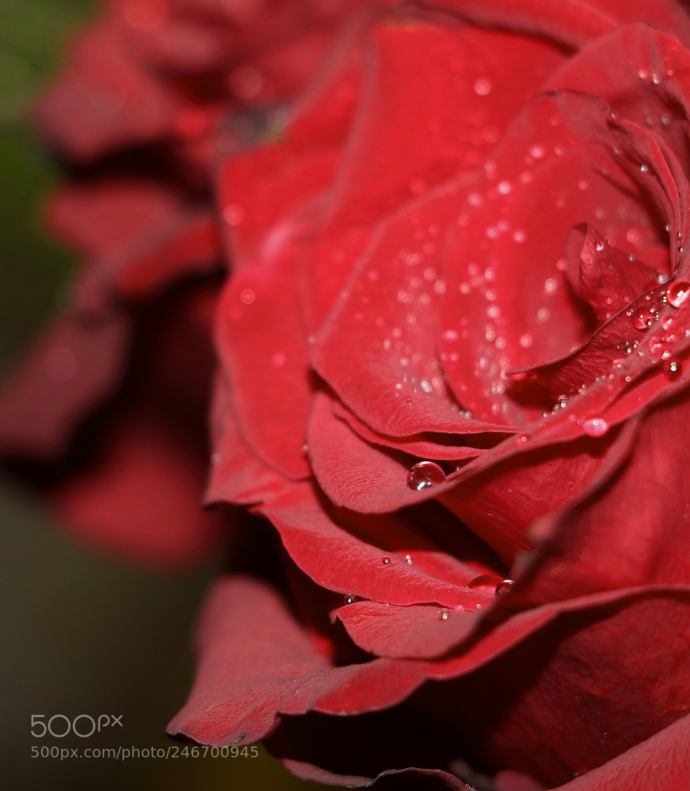 Canon EOS 750D (EOS Rebel T6i / EOS Kiss X8i) sample photo. Lovely gift photography