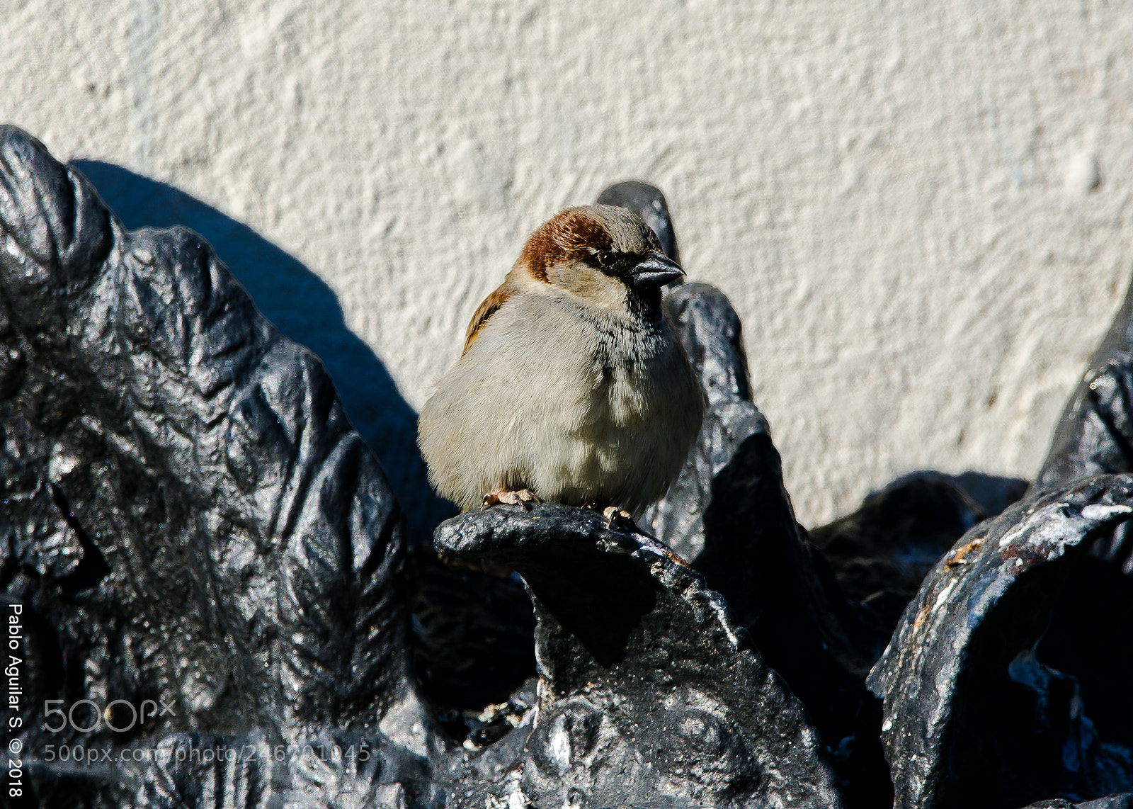 Nikon D7200 sample photo. En la fuente del photography