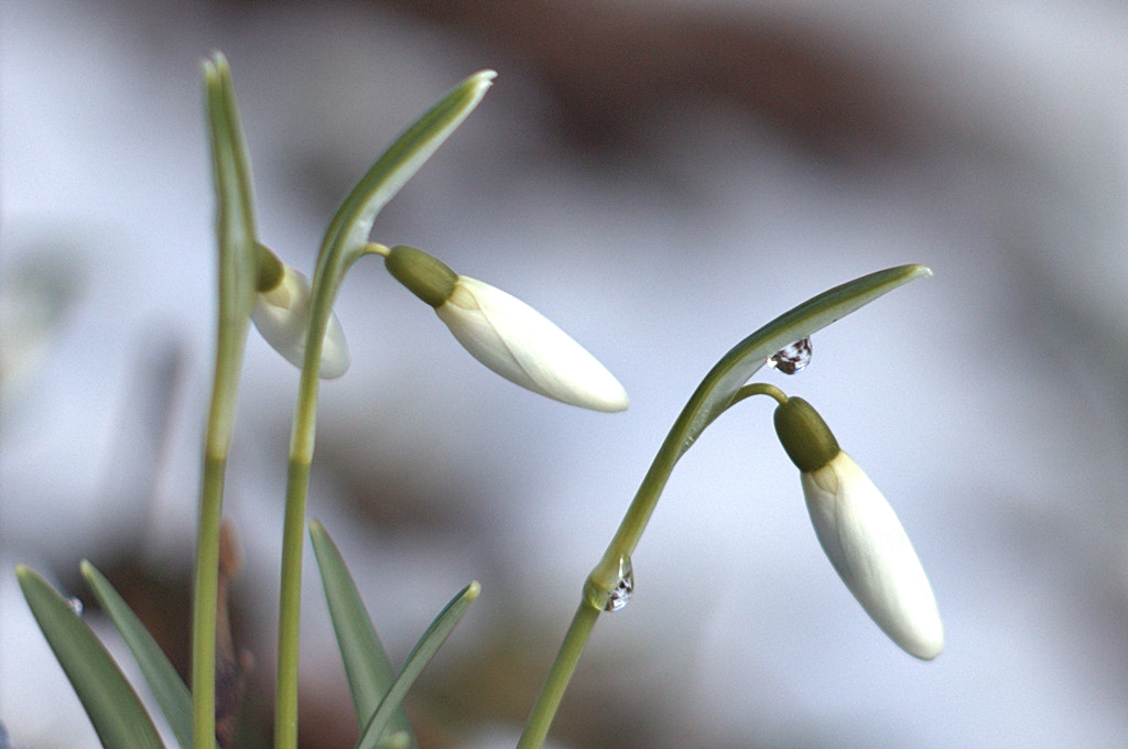 Canon EF 35-80mm f/4-5.6 sample photo. Springtime photography