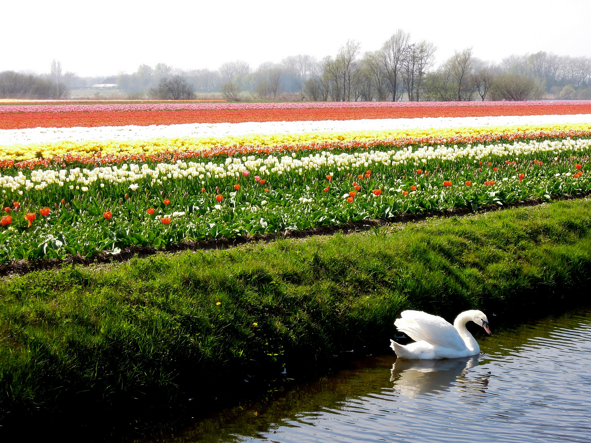 Nikon Coolpix P300 sample photo. Swan and tulip fields photography