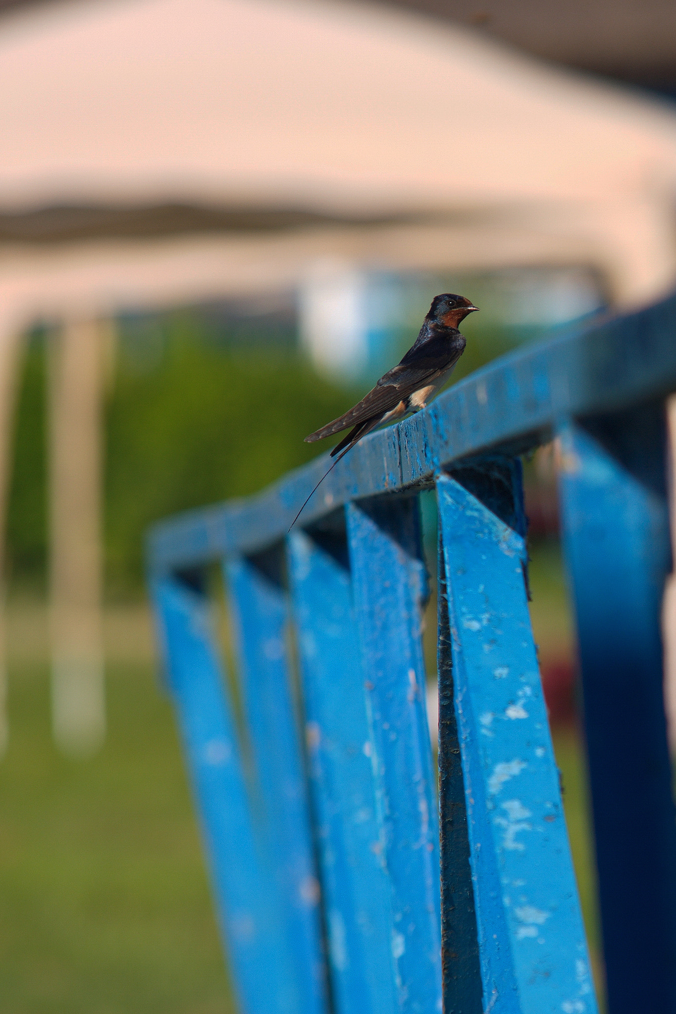 Sigma 70-200mm F2.8 EX DG OS HSM sample photo. Bird 2 photography