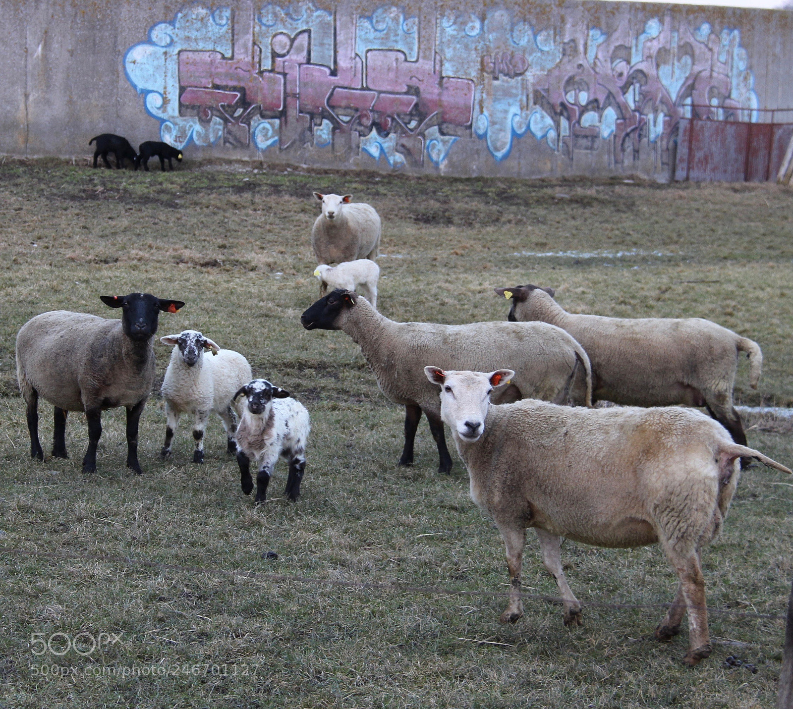 Canon EOS 700D (EOS Rebel T5i / EOS Kiss X7i) sample photo. In the graffiti pasture photography