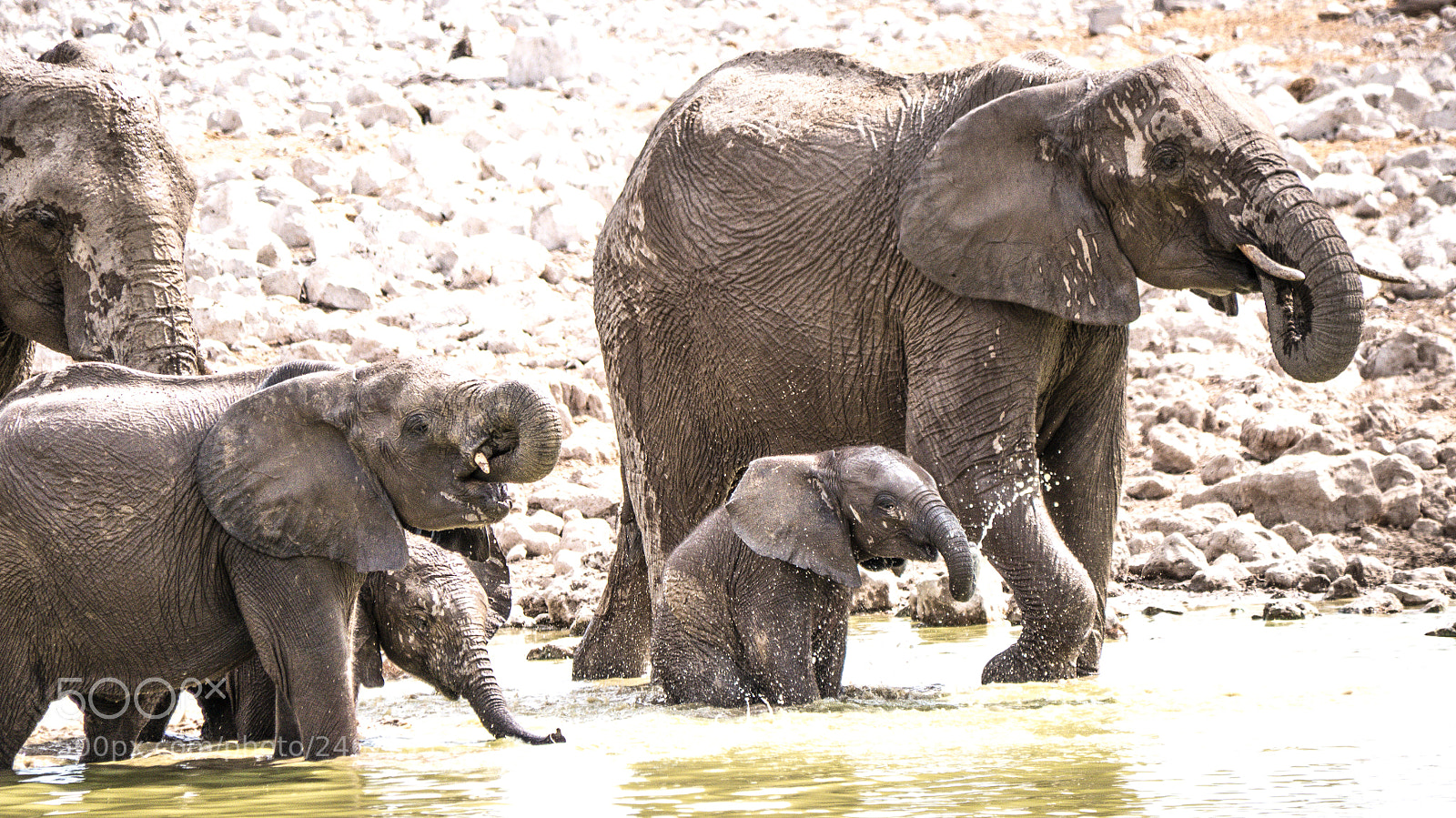Panasonic DMC-G70 sample photo. Elephants family photography