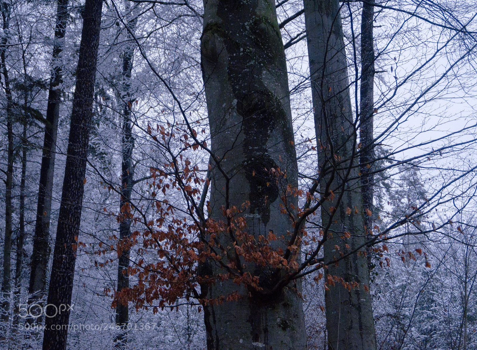Sony Alpha a5000 (ILCE 5000) sample photo. Extinction. photography