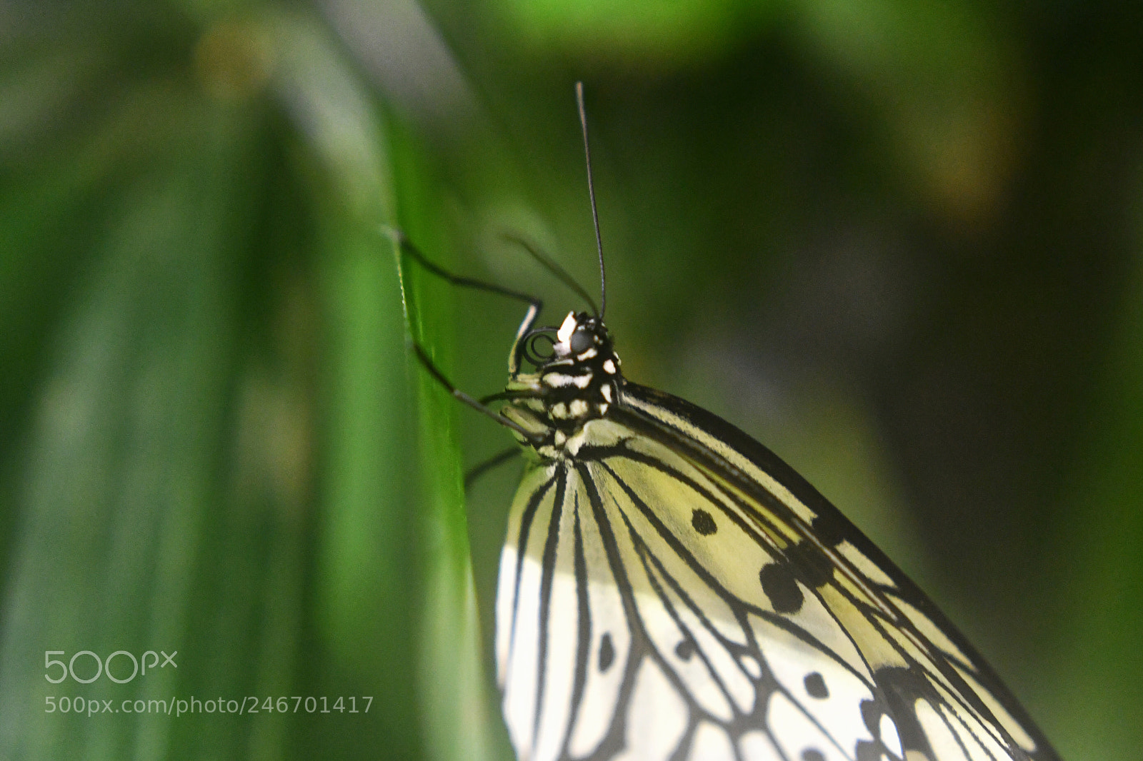 Nikon D7500 sample photo. Butterfly 4 photography
