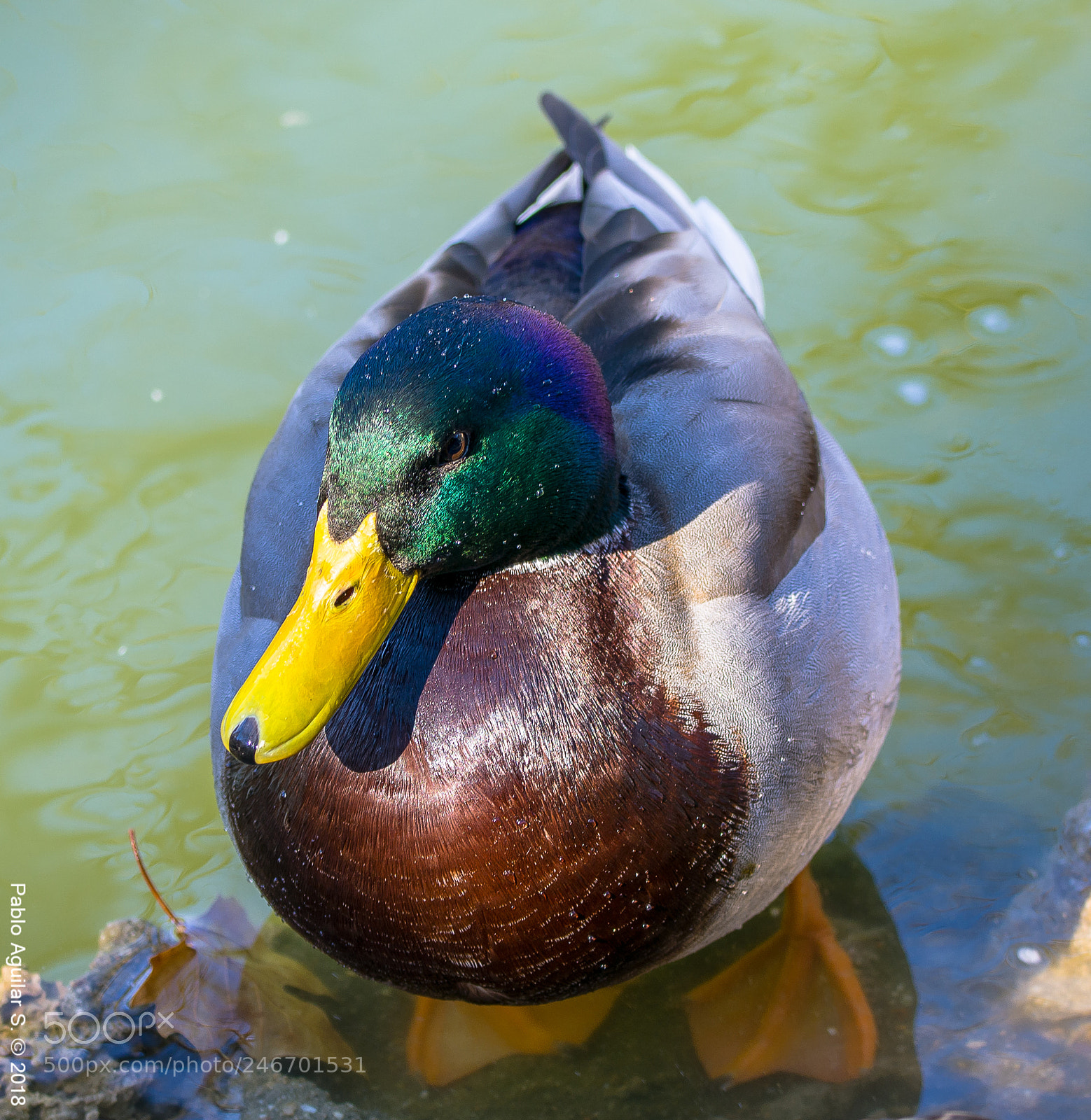 Nikon D7200 sample photo. En la laguna del photography