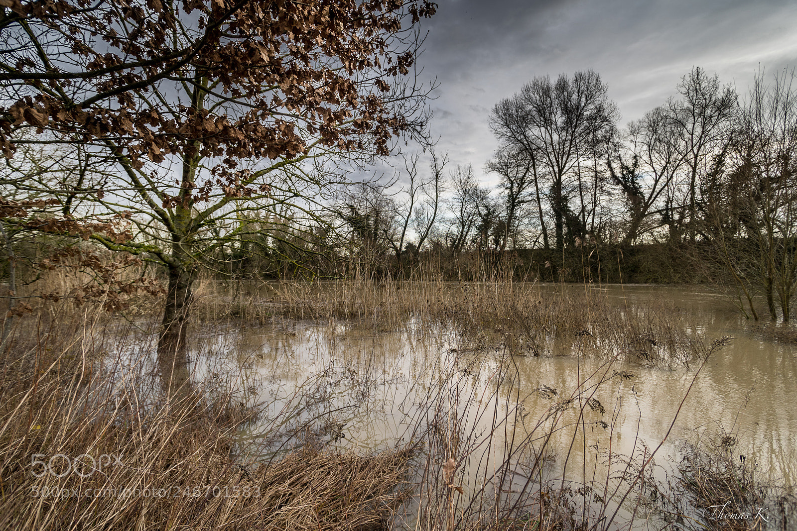 Sony a7 sample photo. Flooded landscape - trees photography