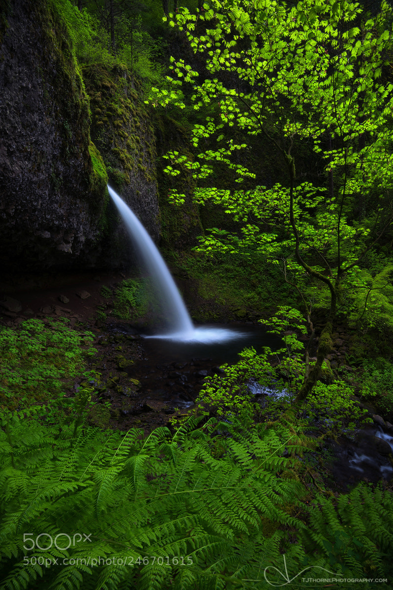 Nikon D610 sample photo. Remember me photography