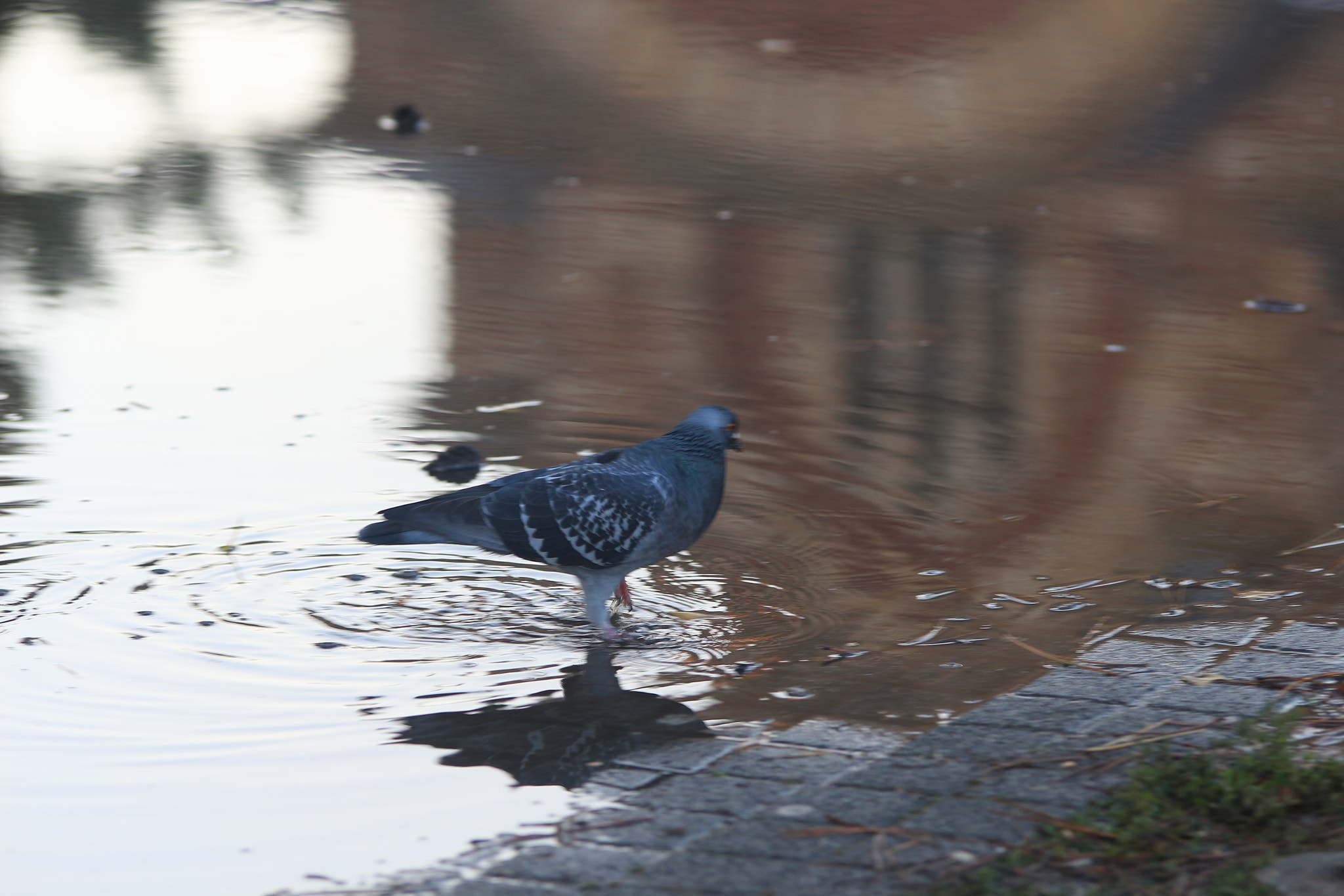 Canon EOS 700D (EOS Rebel T5i / EOS Kiss X7i) sample photo. Img photography