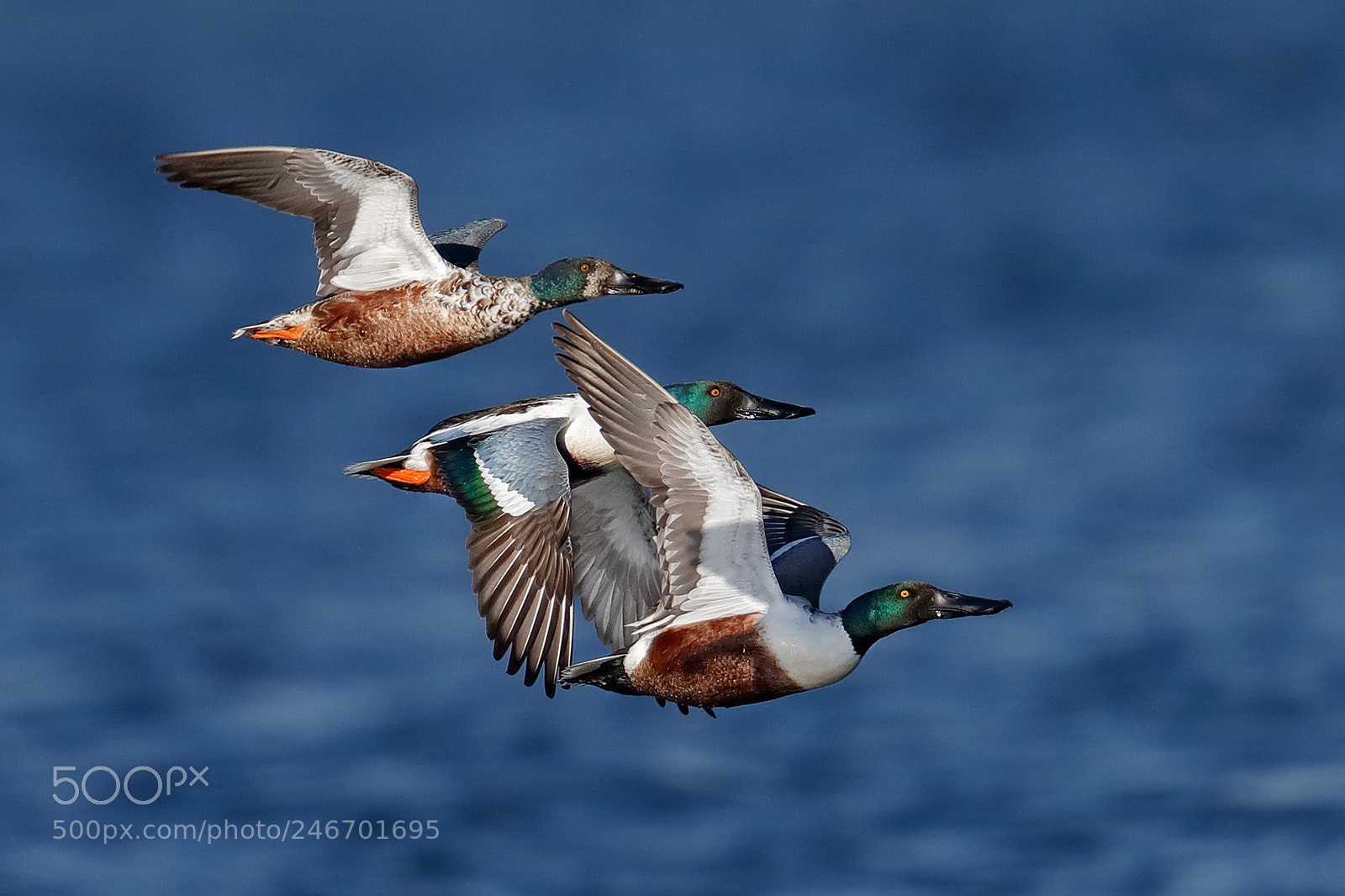 Canon EOS-1D X Mark II sample photo. Untitled photography