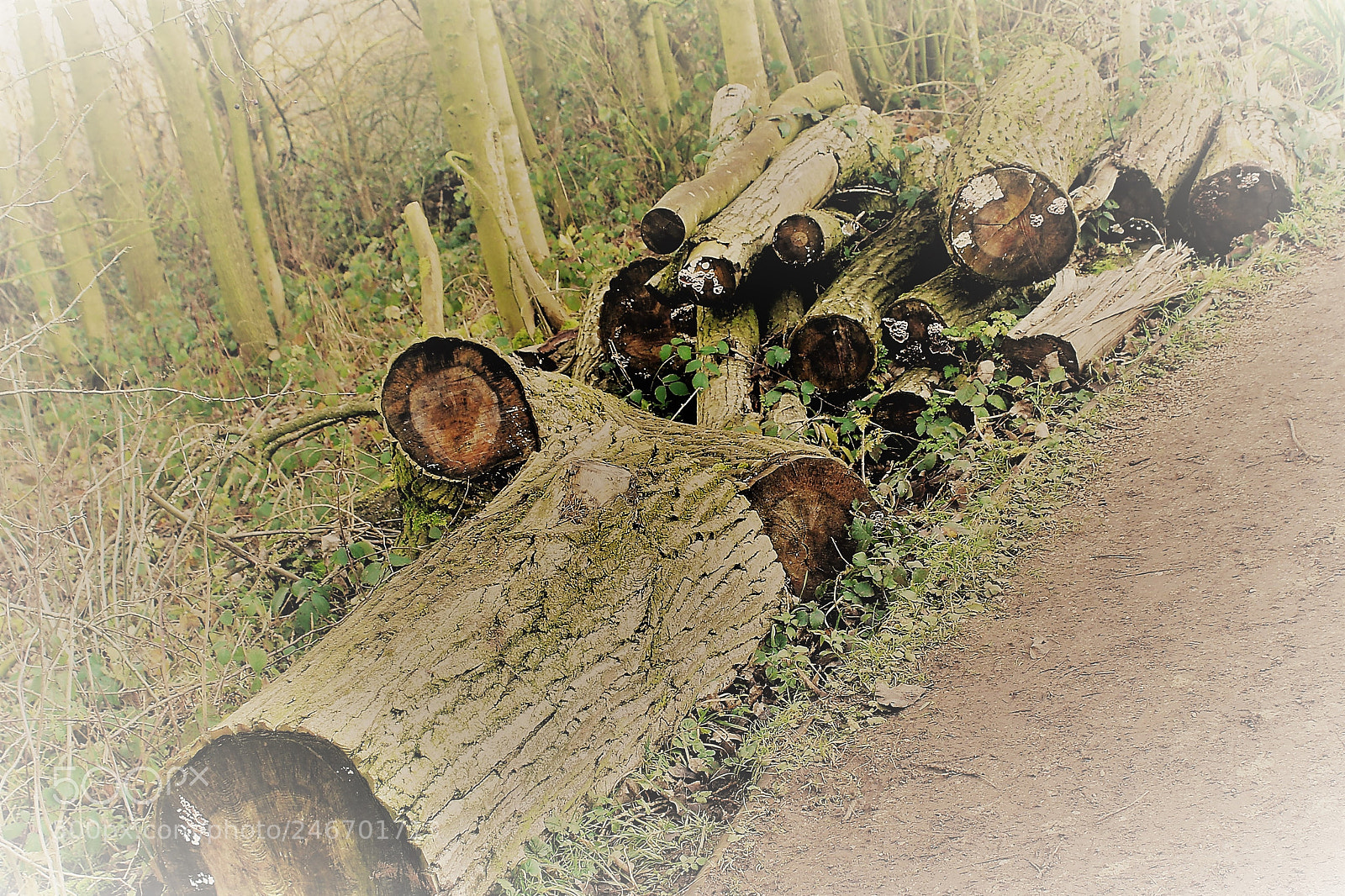 Canon EOS 700D (EOS Rebel T5i / EOS Kiss X7i) sample photo. Old logs photography