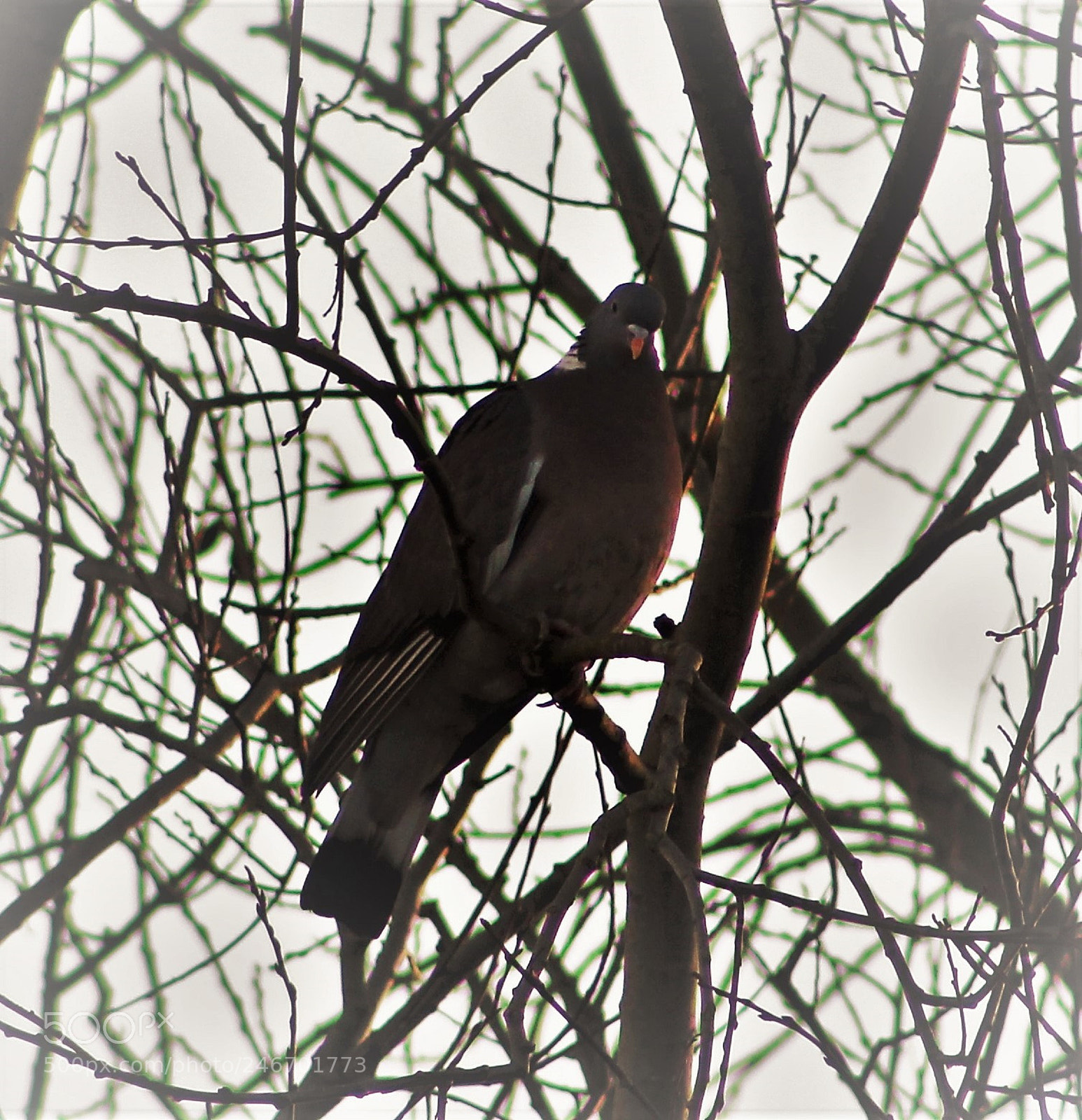 Canon EOS 700D (EOS Rebel T5i / EOS Kiss X7i) sample photo. Watchful pigeon photography